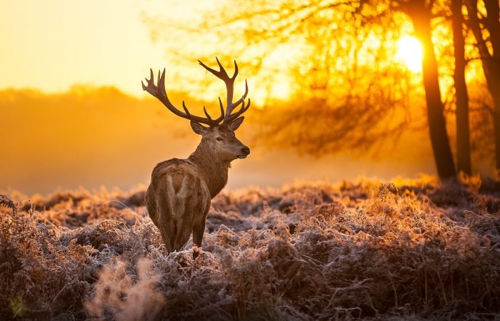 Africa – Amazing African Safari